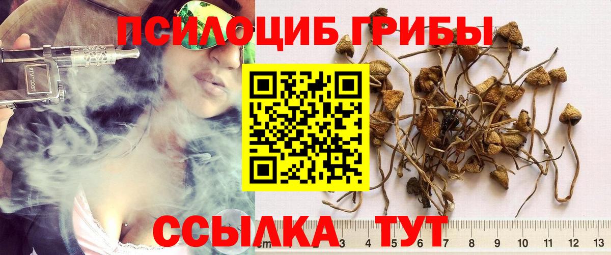 Псилоцибиновые грибы Psilocybine cubensis Губаха