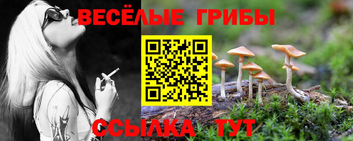 Губаха  магазин продажи   Вход с VPN  Галлюциногенные грибы Psilocybe 